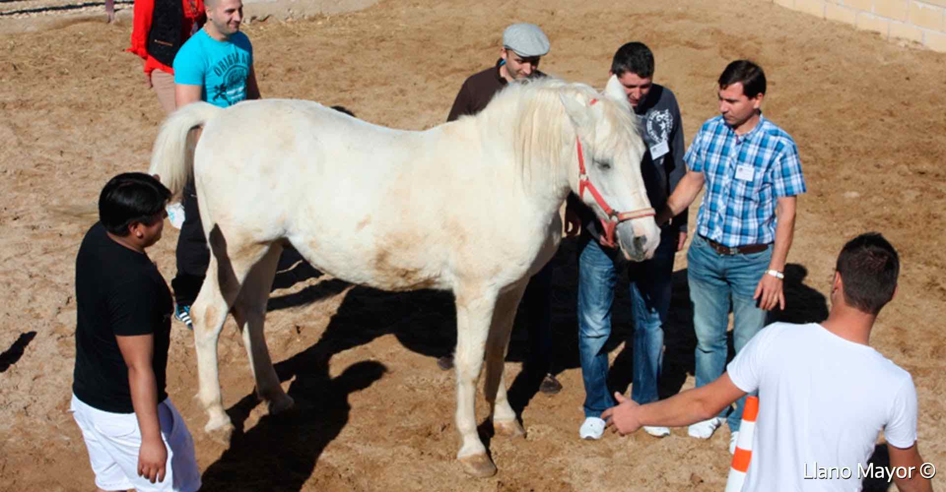 Coaching-con-caballos-El-poder-de-la-equinoemocionalidad-04