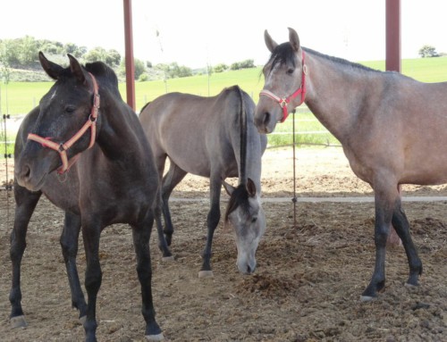 Compra-Venta de caballos