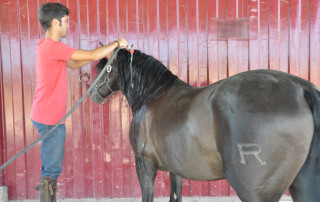 coaching con caballos