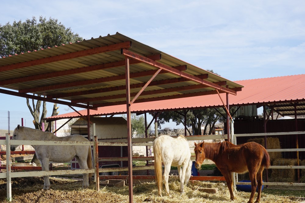 Pupilaje de caballos